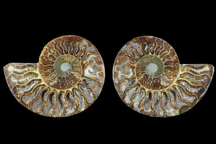 Cut & Polished Ammonite Fossil - Crystal Chambers #88209